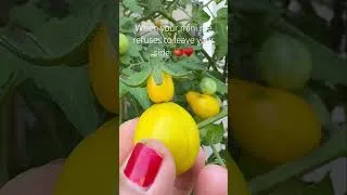 Thumbnail: 🌿🍅One tomato raising another. 🍅🌱""Proof that even tomatoes have family trees. 🌳🍅
