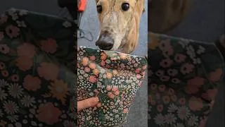 Thumbnail: Hard to imagine that my curious, beautiful, lazy girl was raced for money 💔 #greyhound #adopteddog