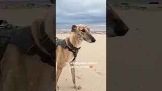 Thumbnail: my retired greyhounds first day out as a pet 🧡 #greyhound