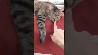 Thumbnail: *Boop!*