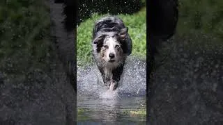 Thumbnail: Tracked Slow mo Dog running in Water