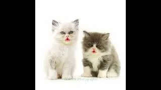 Thumbnail: The most Amazing thing you can teach your Cats to do.