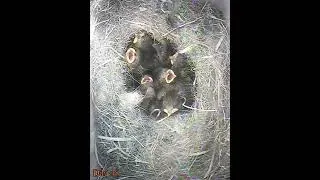 Thumbnail: Eggs to Birds super fast Time Lapse