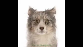 Thumbnail: Kitten to Puppy face off Time lapse #shorts