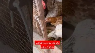 Thumbnail: صرف 30 روپے میں زبردست انڈے والی فیڈ، گھر پر بنائیں #egg #eggproduction #summergeed #shorts