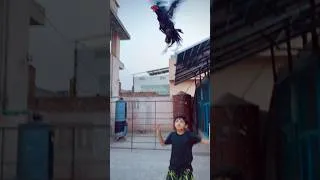 Thumbnail: Aseel Rooster Flying Jump | Powerful Desi Aseel Murgha #Shorts #murgha #aseelmurgha