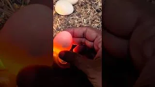 Thumbnail: Inside a Fertile Egg! Chick Growing Day by Day 🐣 #FertileEgg #ChickDevelopment #Shorts