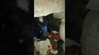 Thumbnail: 14000 فٹ بلندی پے دیوسائی  میں بکروال اپنے جانوروں کو کیسے  جنگلی جانوروں اور ٹھنڈ سے بچاتے ہیں 🙏
