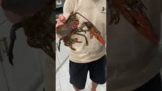 Thumbnail: Viva Finds Traif