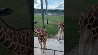 Thumbnail: Spotty The Giraffe