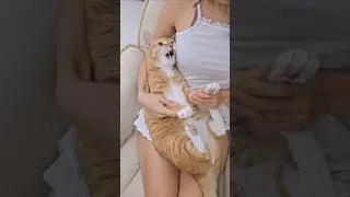 Thumbnail: 최산 춤 시키니까 집사 깨무는 고양이😹 #ateez Bad #shorts #cat #dance