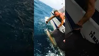 Thumbnail: Sailfish catch and release #haineshunter #fishing #marlin #boatinglife