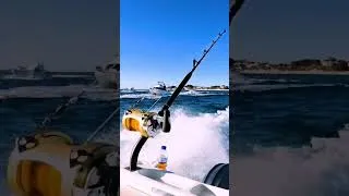 Thumbnail: Perth marlin cup shotgun start        #marlin #yamahaoutboard #haineshunter