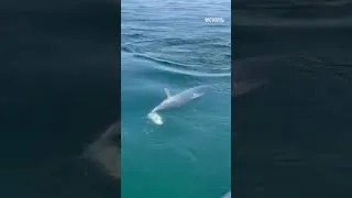 Thumbnail: Shark latches onto striped bass off Cape Cod