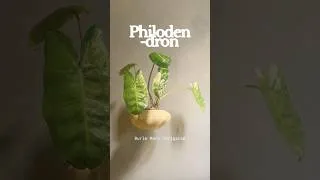 Thumbnail: I need to show this plant before I have to repot it. #philodendron #variegated￼