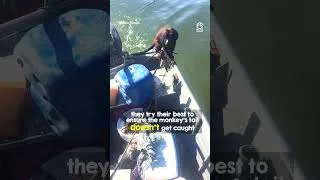 Thumbnail: Poor monkey trapped in water, incredible save #rescue #heartwarming