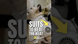 Thumbnail: As temperatures soar a clothing maker has created an innovative fan suit for pets | #shorts