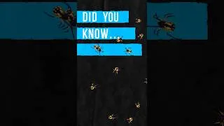 Thumbnail: What Are Demodex Mites?