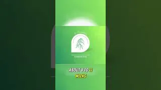 Thumbnail: How to Properly Water Plants During the Flowering Stage