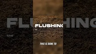 Thumbnail: Flushing Plants: The Essential Step for Perfect Harvest