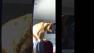 Thumbnail: Orange Cat Vs Security Cam