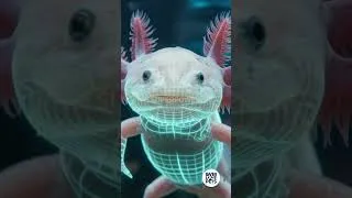 Thumbnail: This Real-Life Pokemon Can Regrow Its Own BRAIN 🧠🧬