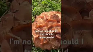 Thumbnail: Ringless mushroom, เหัดนำ้เผี้ง,เหัดขอน