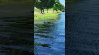 Thumbnail: Boomer going for a swin on his 14th birthday!