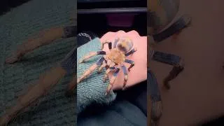 Thumbnail: Anqasha sp. Blue (Rare Tarantula)