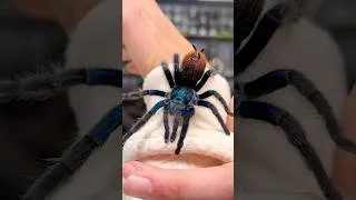 Thumbnail: The Rarest Tarantula! (Mexican Jade Fuego)