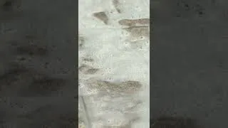Thumbnail: Dirty Driveway? Wet It And Forget It!  #cleaning #cleantok #clean #diy