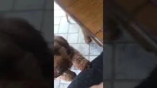 Thumbnail: Too cute