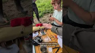 Thumbnail: Ringing Sand Martins in The Netherlands