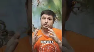 Thumbnail: Spiders Living Together! The Secret Social Spider City