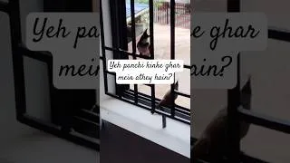 Thumbnail: #bulbul #birds #viral #viralshorts #bulbulbird #panchi