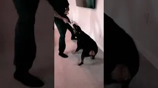 Thumbnail: Zane getting some training 🐕 🥰🥰