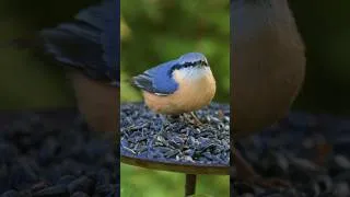 Thumbnail: garden birds being picky 🥰