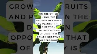Thumbnail: Ever Noticed Bananas Grow Upwards? Here’s Why! | Fun Facts for Kids  #funlearning #scienceforkids
