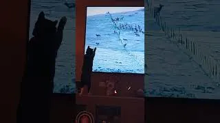 Thumbnail: Cat vs. Elk Herd "Chuck - The Hunter of Elk!" #cat #catvideos #elk #elkhunting