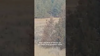 Thumbnail: 3 bull elk #wyoming #hunting #elk #wildlife #nature