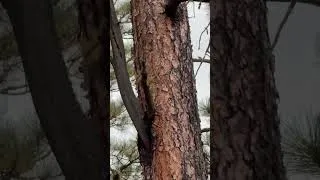 Thumbnail: Squirrel and Elk Bugle  - Sounds of Nature, #elk #nature #naturelovers #asmr