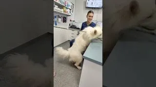Thumbnail: The only reason my dog agrees to be bathed…🍪🍩🍬 #samoyed #dog #vet #dogbath #bathtime #treats