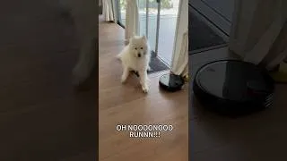 Thumbnail: he’s scared of a vacuum cleaner🤨 #pets #dogshorts #samoyed #dog #funny #funnydogs