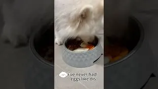 Thumbnail: Dinner with my Samoyed #puppy #samoyed #pets #cutedog #doglife #food #dogshorts #asmr #asmreating