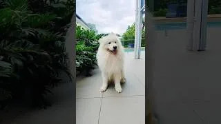 Thumbnail: Whiskey’s very rhythmic #samoyed #dog #music #viralvideo #floppyears #youtubeshorts #dogshorts
