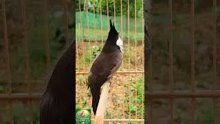 Thumbnail: 💚 Your Mind Needs This Birdsong 🐦