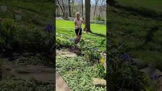 Thumbnail: Bringing the Woods into my Garden #gardening