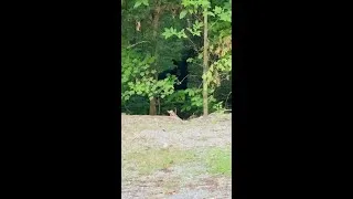 Thumbnail: Black bear spotted within Fort Payne city limits