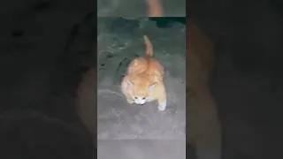 Thumbnail: the truth behind the viral muscular cat 😰