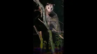 Thumbnail: Opossum vs T-Bone BBQ on the Bush Branch #shorts